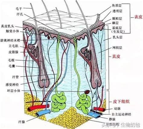 身體皮膚|皮膚